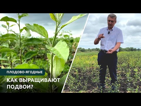 Видео: Как выращивают подвои?