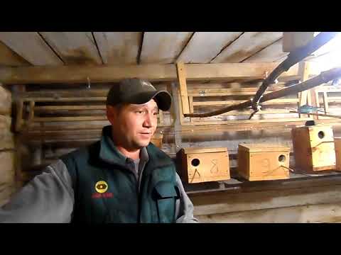 Видео: Почему попугаи расклёвывают друг друга. Птенцам 25 дней.