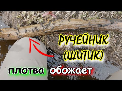 Видео: ГДЕ и КАК набрать РУЧЕЙНИКА (ШИТИКА)? 🐛 ЛУЧШАЯ НАЖИВКА на РЕЧНУЮ ПЛОТВУ 🐟