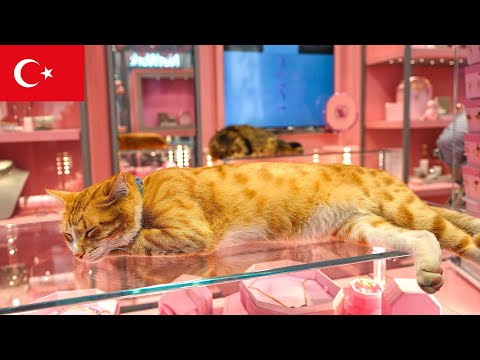 Видео: Драгоценности и Кошачьи Дремы: Самый Симпатичный Продавец Стамбула [4K]