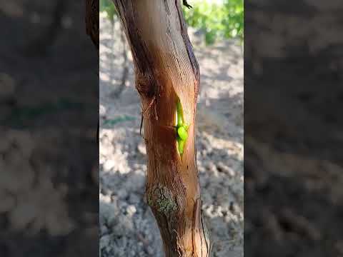 Видео: 27 май 2024 г.