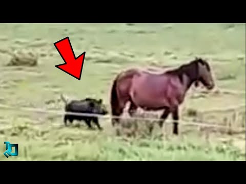 Видео: Лошадь Такого не Ожидала / Случаи с Животными 1 на Миллион Снятые На Камеру