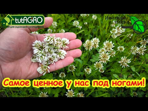 Видео: РАСТЕТ ПОД НОГАМИ, спасает от тромбов и болей в суставах, снижает холестерин, нормализует давление.