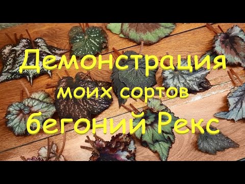 Видео: Демонстрация моих сортов бегоний Рекс