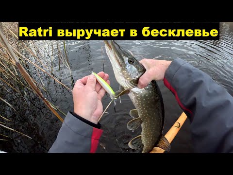 Видео: Крупная на крупное? Не всегда. Ратри опять выручает.