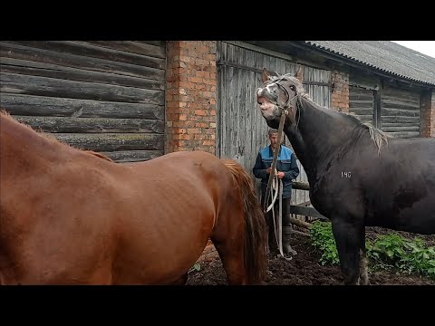 Видео: Жеребец проверяет Ириску на жеребость🍓