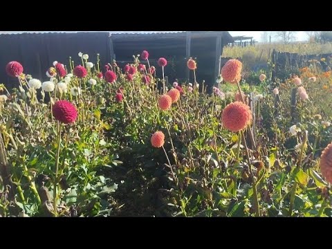 Видео: Вот и лето прошло/срезаю последние георгины