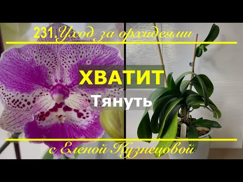Видео: Орхидея и её потомство в опасности! СПАСАЕМ, пока не стало слишком поздно!