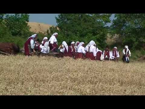 Видео: Жътва в село Голица