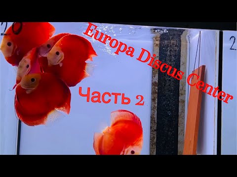 Видео: Europa Discus Center. Часть 2