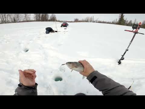 Видео: Рыбалка хариус,нервная рыбалка.День второй.