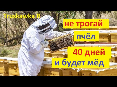 Видео: #пчёлы. Схема развития пчелиных семей весной от облёта до роения. признаки когда расширять, сроки.