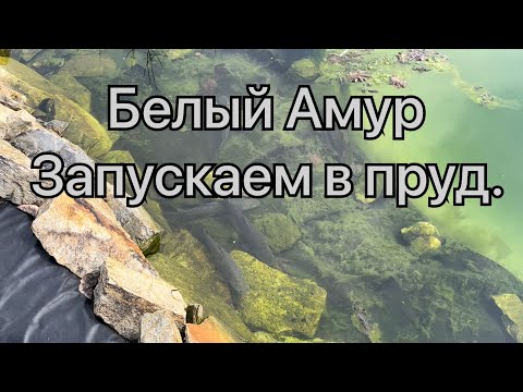 Видео: Белый Амур. Запускаем в пруд.