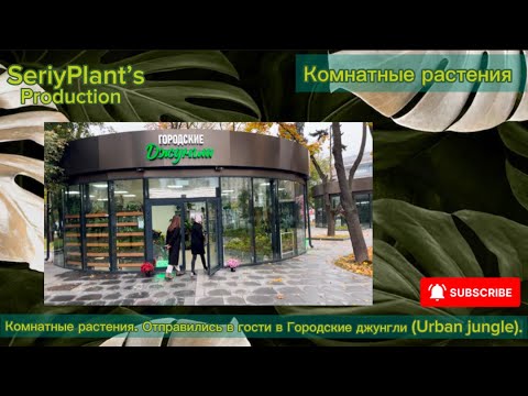 Видео: Комнатные растения. Отправились в гости в Городские джунгли (Urban jungle).