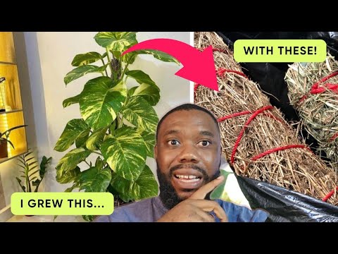 Видео: Вам НЕ нужны моховые столбы! 5 лучших альтернатив, которые понравятся вашим растениям!