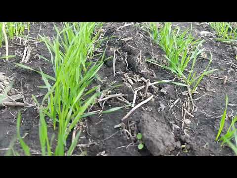 Видео: Пшеничка росте і радує