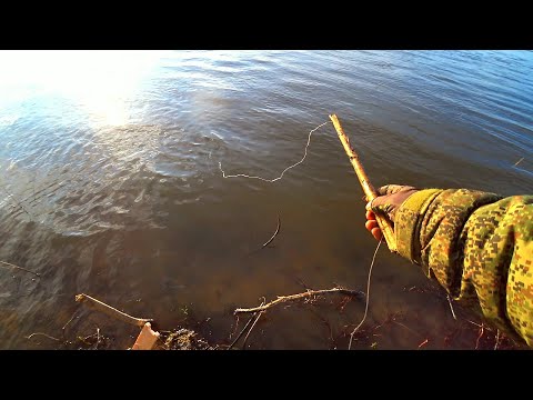 Видео: ТАК в СИБИРИ РЫБУ ЛОВЯТ | ПАЛКИ ВЗЛЕТАЮТ ОДНА за ОДНОЙ | БЕШЕНЫЙ КЛЁВ  на РЕЗИНКУ