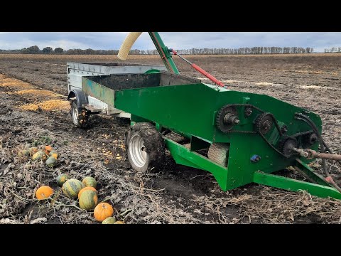 Видео: Гарбузові жнива Молотимо гарбуз