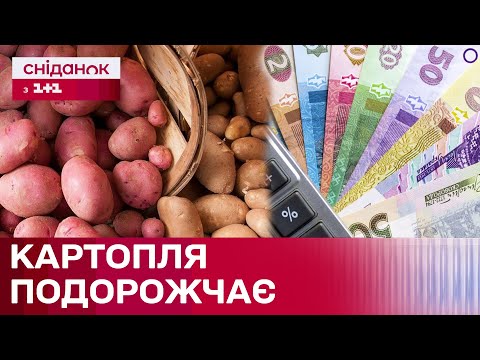 Видео: Чи варто запасатися картоплею вже зараз? Прогнози аграріїв