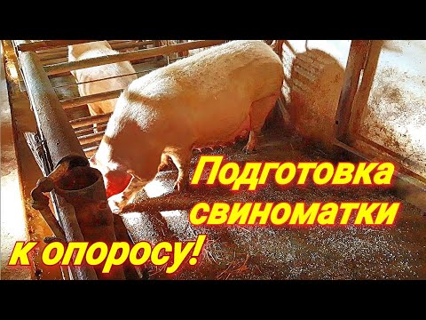 Видео: Подготовка свиноматки к опоросу!