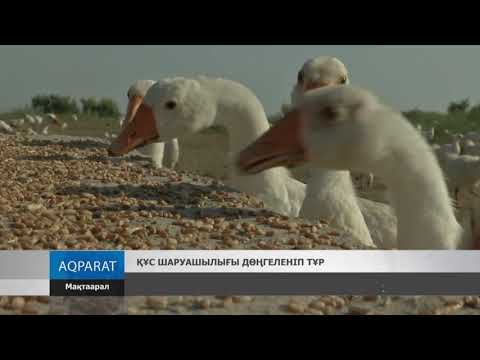 Видео: Құс шаруашылығы дөңгеленіп тұр