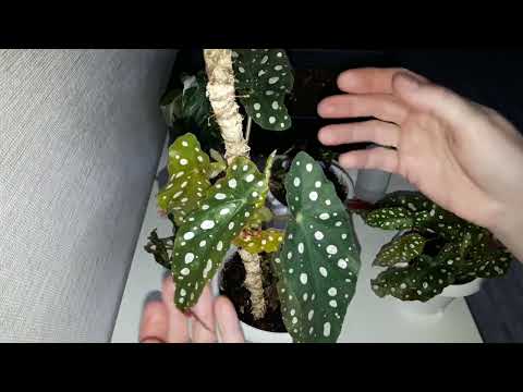 Видео: КОМНАТНЫЕ РАСТЕНИЯ(ЦВЕТЫ)ЧЕРЕНКОВАНИЕ ЭПИПРЕМНУМА ПИННАТУМ И БЕГОНИИ АМФИОКСУС.(ТРИ ЧАСТИ)1 ЧАСТЬ.