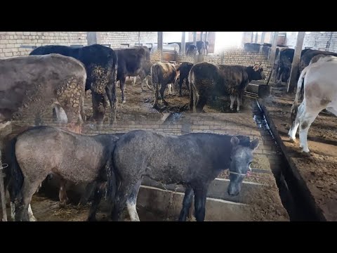 Видео: СЕМИЗ КУНААЖЫНДАР ЧЫКТЫ 40-баш 1,5,-жаш ТАЙЛАР САТЫЛАТ ЧҮЙ ОБЛУСУ СОКУЛУК РАЙОНУ СТУДЕНЧЕСКОЕ АЙЫЛЫ 