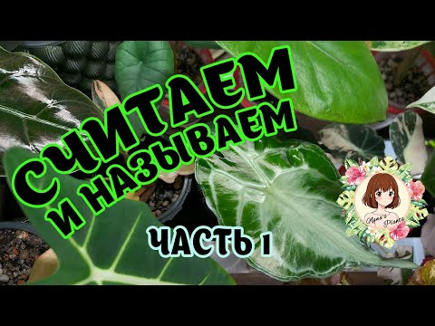 Видео: 🙌🏻🌱 СЧИТАЕМ И НАЗЫВАЕМ ВСЕ РАСТЕНИЯ | ЧАСТЬ 1 #растения #коллекция #обзор