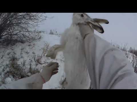 Видео: Лучшие выстрелы с охоты на зайца и лису. Супер моменты! Трофейные КАДРЫ. Сезон 2024-2025.