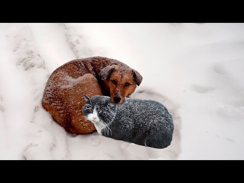 Видео: Тёща выкинула малышей на лютый мороз в снежную пургу. Согревая друг друга, они искали спасения