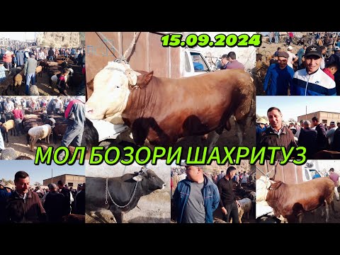 Видео: МОЛ БОЗОРИ ШАХРИТУЗ МААМАТ