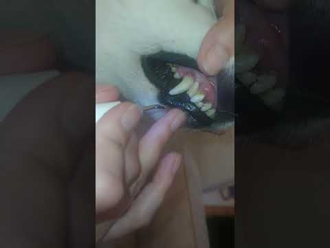 Видео: Как почистить зубы собаке в домашних условиях или Ультразвуковой зубной скалер для чистки зубов