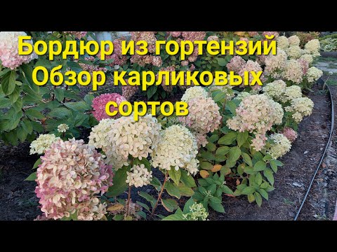 Видео: Бордюр из гортензии