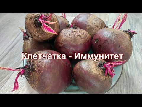 Видео: Свекла красная девица