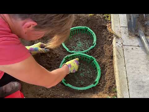 Видео: Висаджую тюльпани в корзинки (кошики) сітки. Порівняння розмірів цибулин