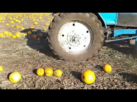 Видео: Скачування гарбуза. (Валкування) 1 жовтня 2021