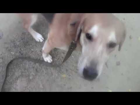 Видео: рг Урай