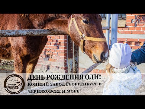 Видео: День Рождения Оли! Конный завод Георгенбург в Черняховске и море!