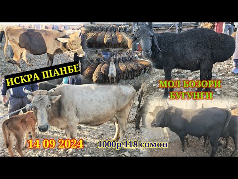 Видео: ИСКРА ШАНБЕ БУГУНГИ 🐄 МОЛ БОЗОРИ 🐏 КУЙ 🐐 ЭЧКИ КАТА МОЛ МАЕДА МОЛ ВА БОШКАЛАР 14 09 2024 ШАНБЕ