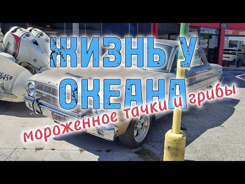 Видео: Аргентина. Жизнь у океана