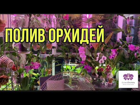 Видео: Как полить более 500 ОРХИДЕЙ за 30 МИНУТ. Полив и Удобрения