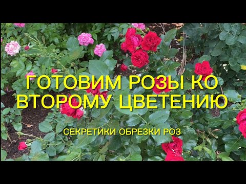 Видео: Розы. Готовим Розы ко второму цветению. Что нужно сделать. Секретики обрезки роз...🌹🌹🌹