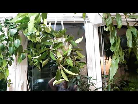 Видео: Джунгли в квартире.  Мой зимний сад. Общая панорама.