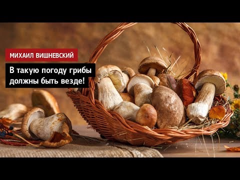 Видео: Михаил Вишневский: В такую погоду грибы должны быть везде!