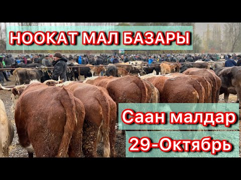 Видео: Ноокат. Арал мал базары 29-Октябрь Базар зор болду бугун 
