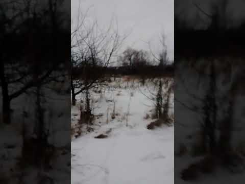 Видео: работа рг Бурана и рпг Пуля по лисе