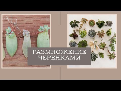 Видео: Все самые эффективные способы как размножать суккуленты