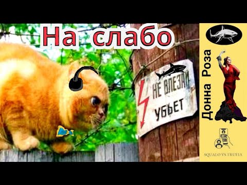 Видео: Телефонное мошенничество. Автор - Наталья  Рамирес.