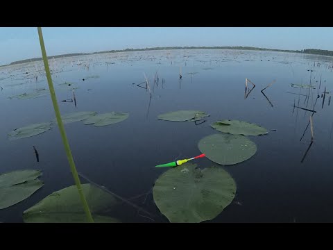 Видео: Закинул ПОПЛАВОК в КУВШИНКИ ,сразу ЛИНЬ!!! Рыбалка на поплавочную удочку в камышах . Рыбалка 2021