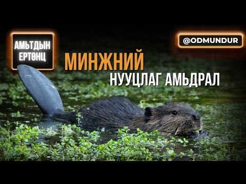 Видео: Далан босгогчид: Минжний нууц амьдрал - АМЬТДЫН ЕРТӨНЦ